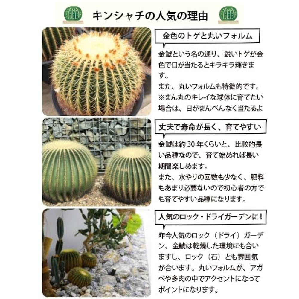 makkkページの２ 金鯱８号２点 makkkページの1 金鯱8号2点 専用ページ サボテン 金鯱 キンシャチ